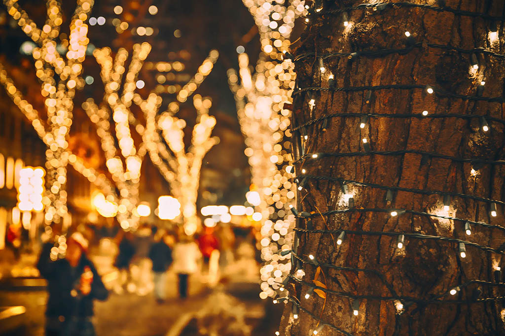 trees decorated with lights