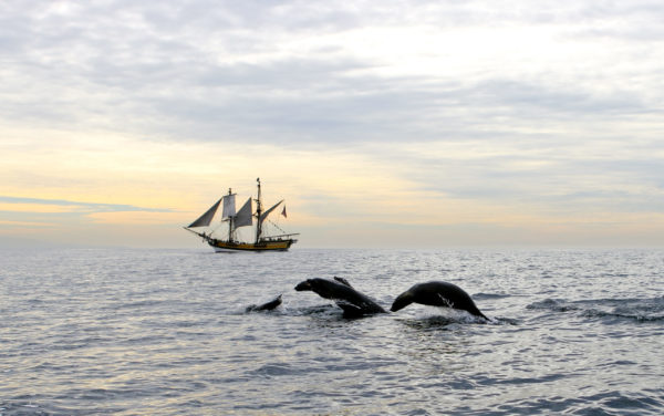 sea lions jumping out of ocean