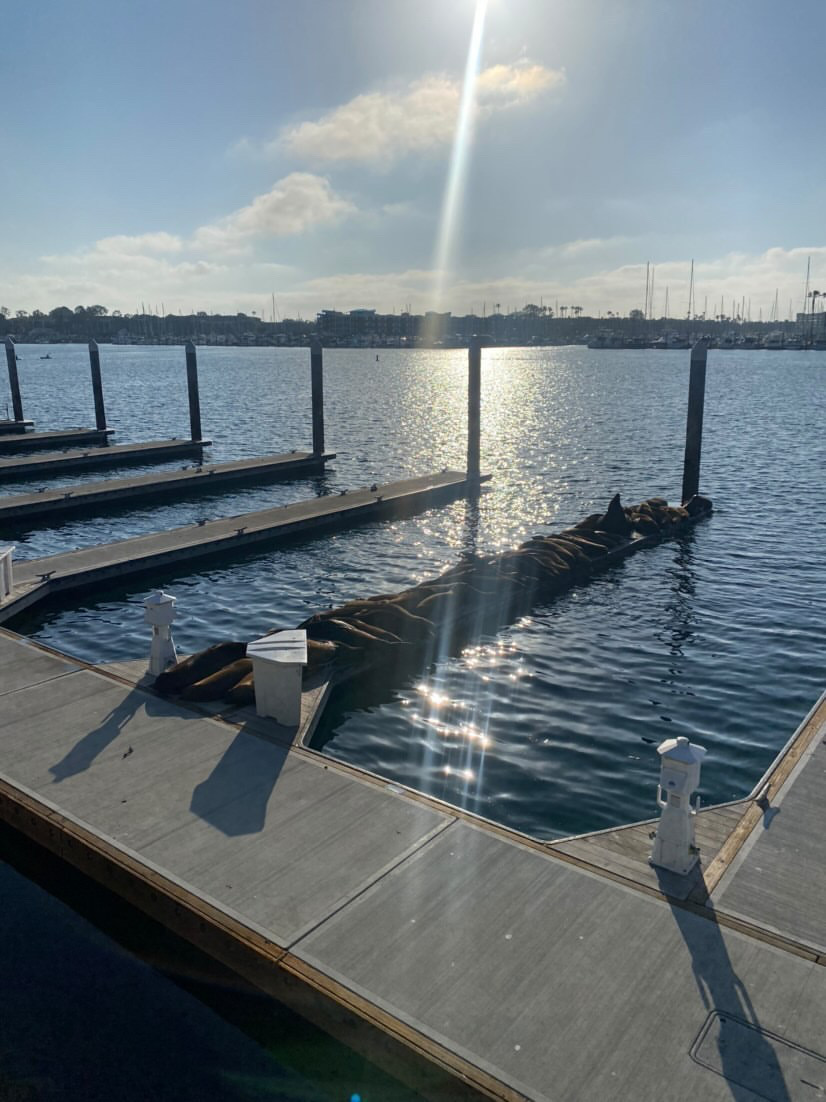 group of sea lions sun bathing on dock by the sea